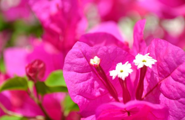 Bloemen in Messaria op Santorini