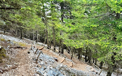 Naaldbomen bij de top van Mount Ainos Kefalonia
