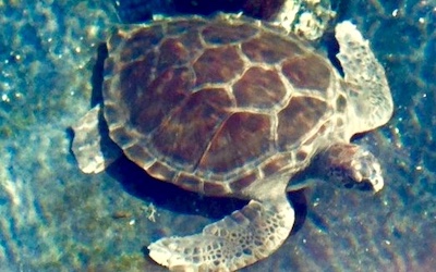 Zeeschildpad in baai bij Marathonisi