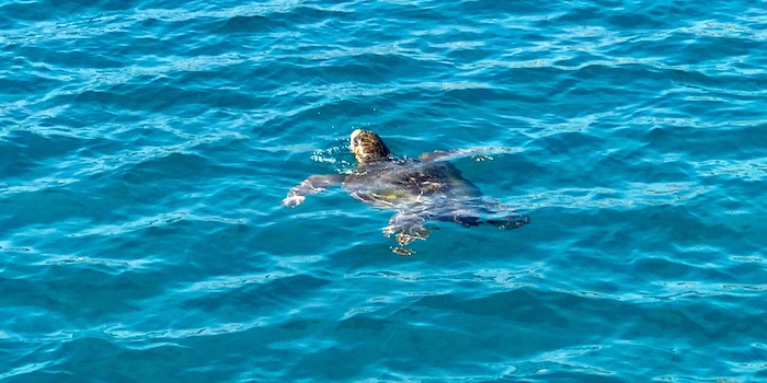 Caretta Caretta schildpad in zee bij Zakynthos