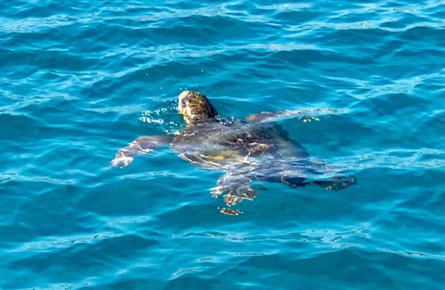 Schildpad in baai van Laganas op Zakynthos