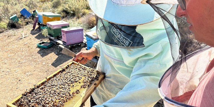 Honing en bijen uit Kreta in Episkopi