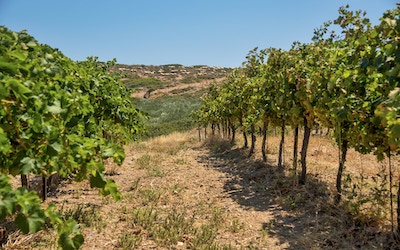 Organische wijngaard van Toplou op Kreta