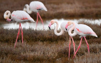 Flamingos in de zoutpannen bij Kalloni op Lesbos