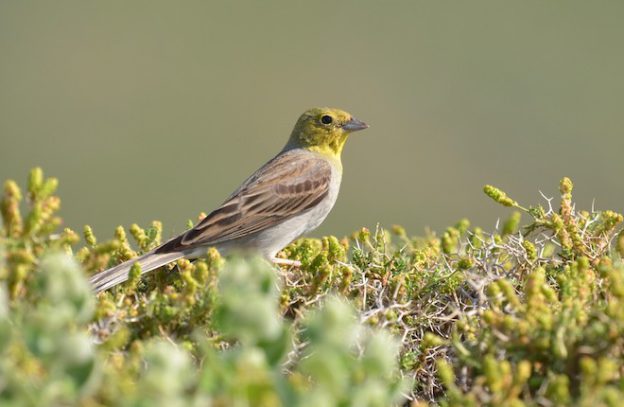 Prachtige Smyrnagors tijdens birdwatching op eiland Lesbos