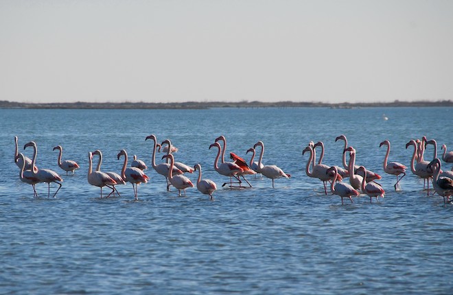 Birdwatching in Pieria met flamingos bij Alyki Kitrous lagune