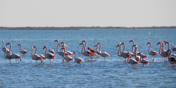 Flamingo's in het Axios Delta National Park in Pieria