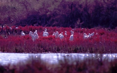 Gialova lagoon birdwatching