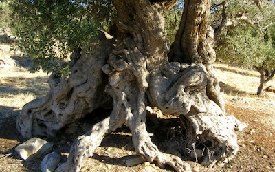 Olijfboom met oude stam op Kreta