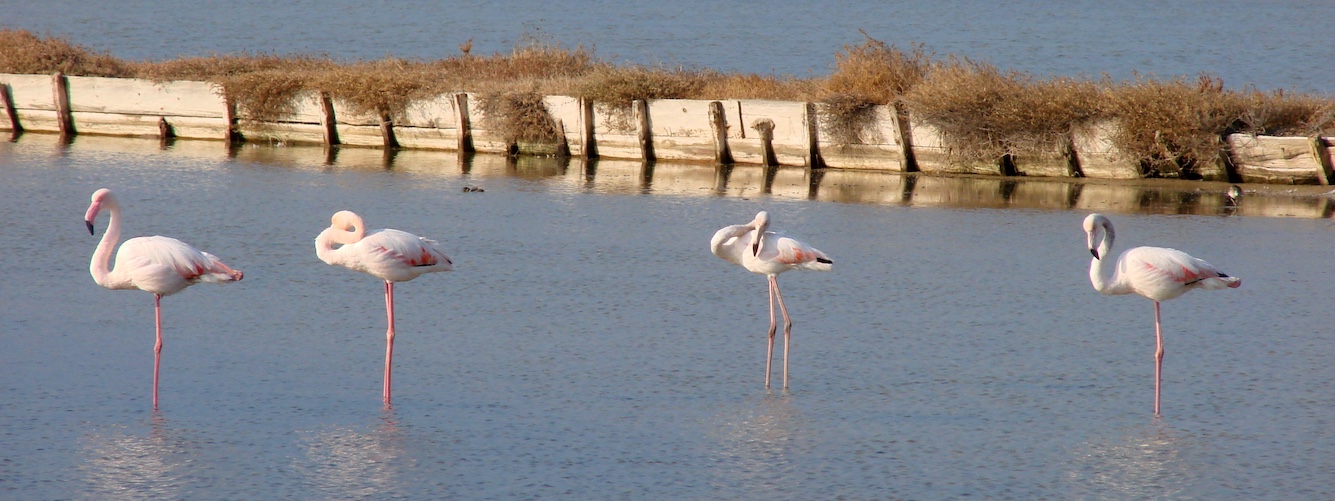 Griekenland natuur flamingos lesbos.jpg