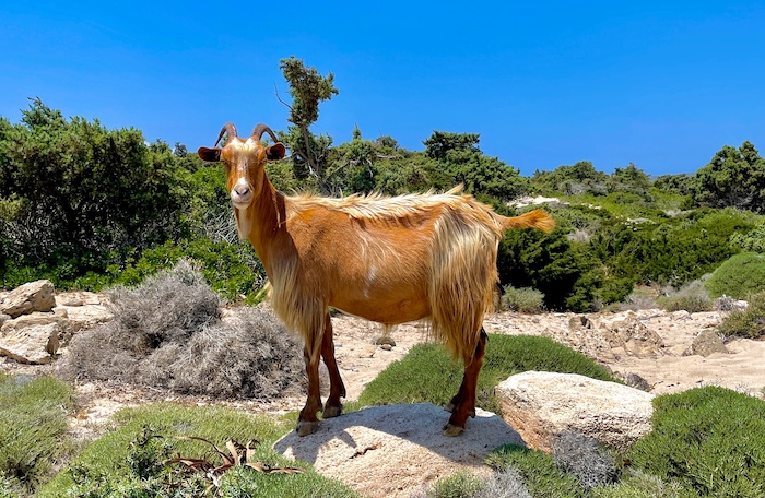 Wilde berggeit op het eiland Kreta