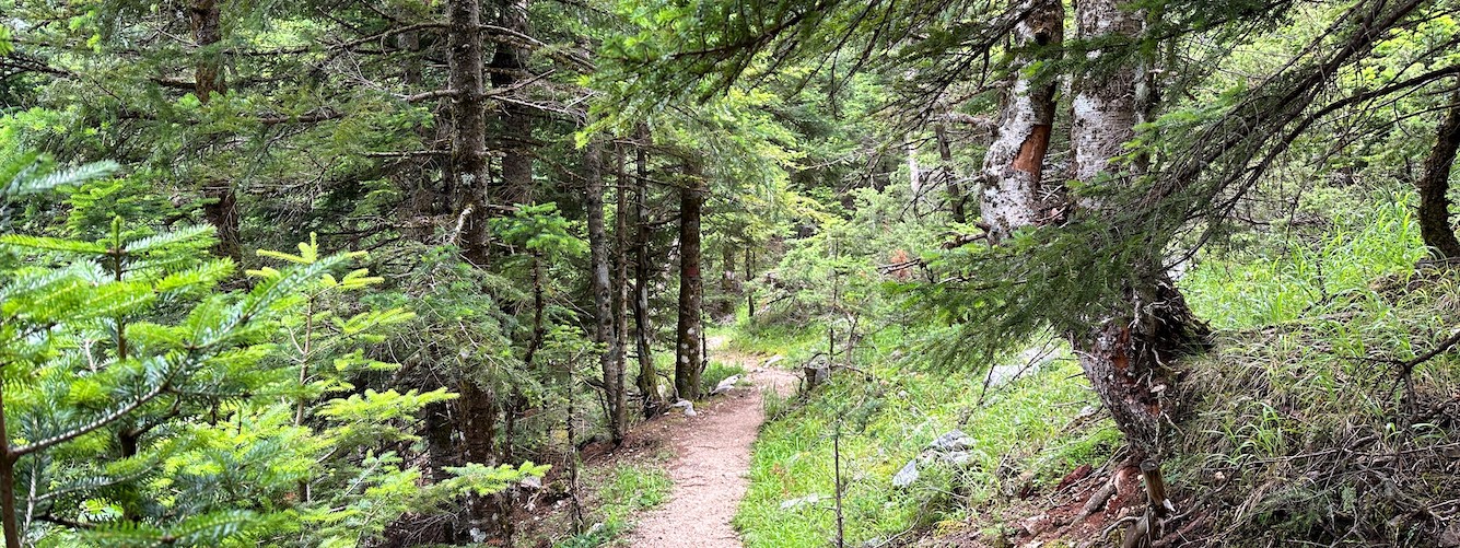 Bossen Griekenland groene natuur.jpg