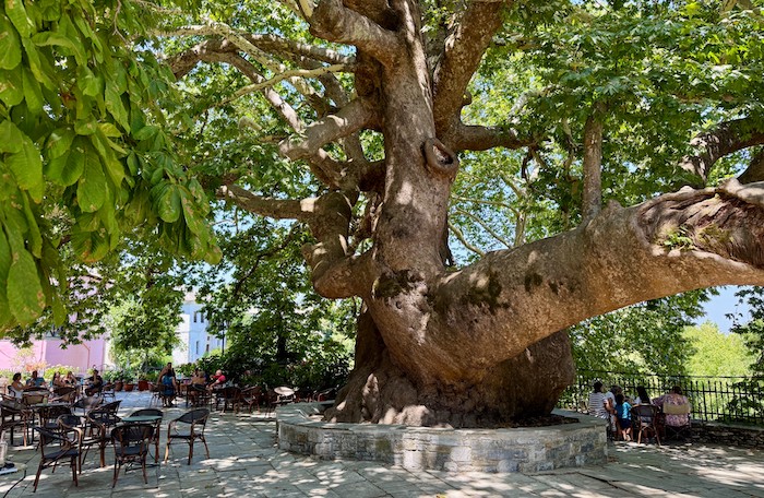 Oeroude plataan in Tsagarada bergdorp Pilion
