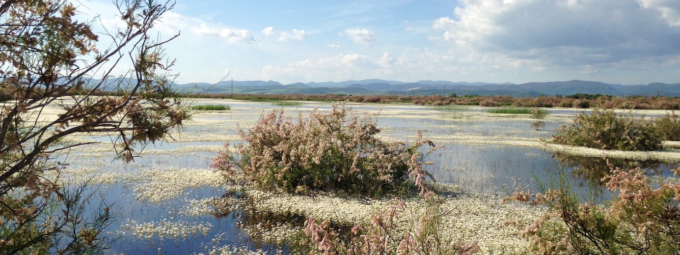 Thraki Evros delta Griekenland.jpg