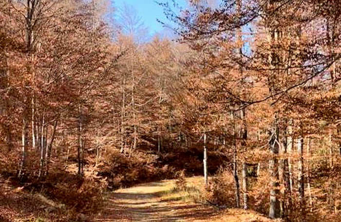 Herfstkleuren in de bossen van Tzoumerka Griekenland