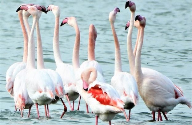 Vogels spotten op Kos: flamingo's in Alikes in het voorjaar