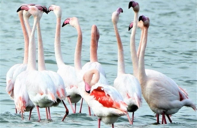 Vogels spotten op Kos: flamingo's in Alikes in het voorjaar